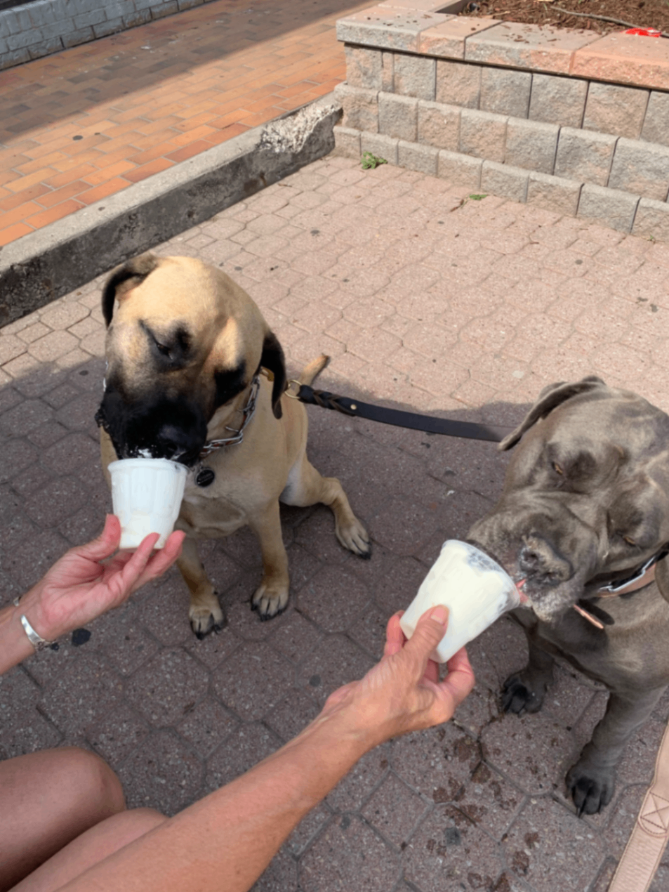 David's two dogs enjoying pup cups